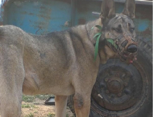 IM电竞平台-测完30款重疾险,这3款重疾险我强烈推荐(图1) IM电竞