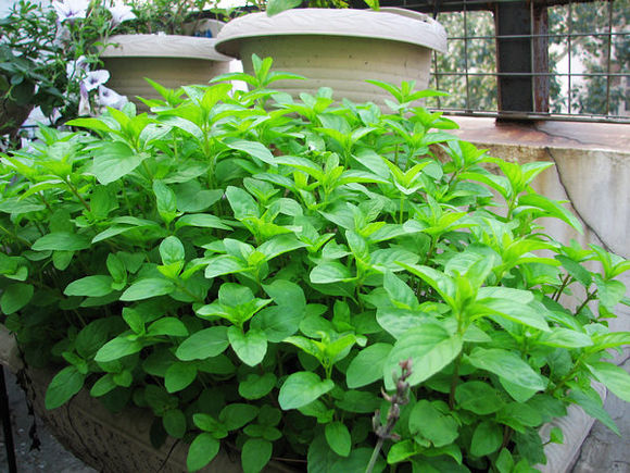 ‘IM电竞平台’南阳市内乡县第三高级中学:路遥知马力,日久现担当(图4) IM电竞官网