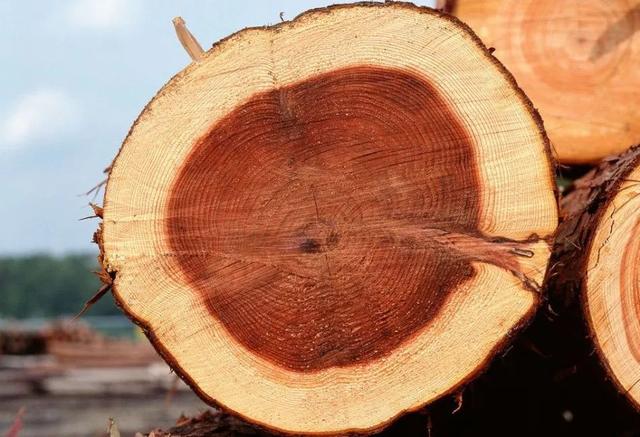 ‘IM电竞官网’伊泽利或赛季报销(图1) IM电竞官网