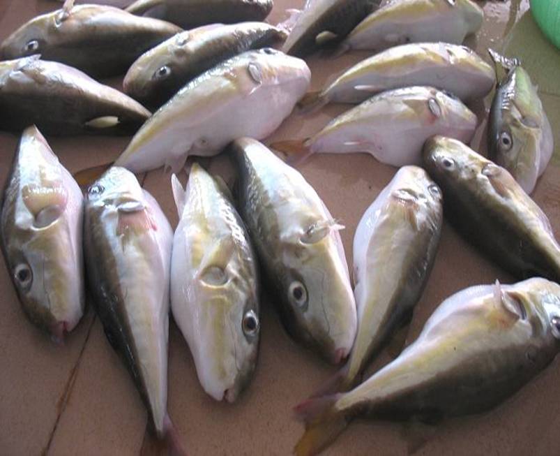 方城县实验小学举行2019年秋期中考表彰大会-IM电竞平台(图3) IM电竞