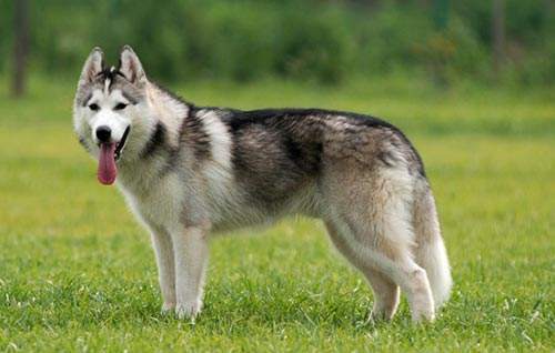 
哈士奇生理期可以洗澡吗|IM电竞官网(图2)