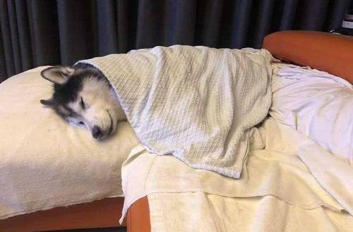 
哈士奇生理期可以洗澡吗|IM电竞官网(图3)